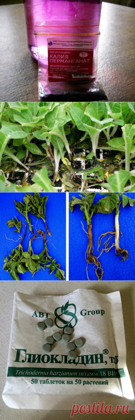 Черная ножка у рассады: как бороться?