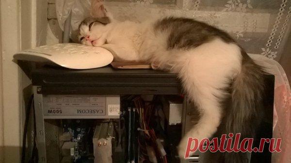 Наши коты - #1 | Кошка Чернуха и кот Беляшик | Яндекс Дзен