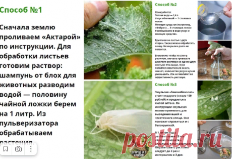 КАК ИЗБАВИТСЯ ОТ БЕЛОКРЫЛКИ