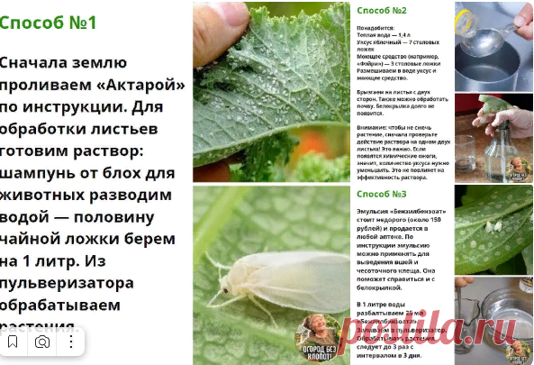 КАК ИЗБАВИТСЯ ОТ БЕЛОКРЫЛКИ