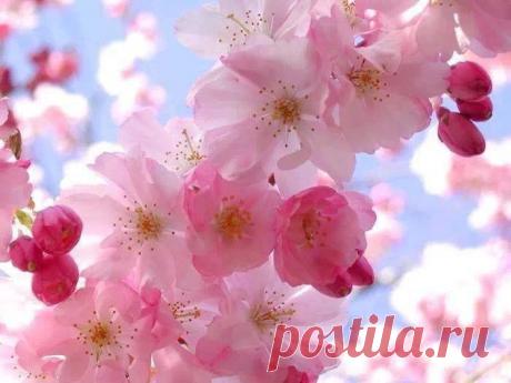 Миру все равно, каковы вы внутри. Он будет обращать внимание только на ваше поведение. Божественному же безразлично, каковы вы снаружи — оно смотрит только во внутрь. Никогда не позволяйте даже мельчайшей неприязни или влечению поселиться в своем сердце. Пусть оно будет неиспорченным, мягким и благоухающим, как роза. (Шри Шри Рави Шанкар)