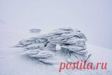 Фото дня. Дети ветра и пурги.