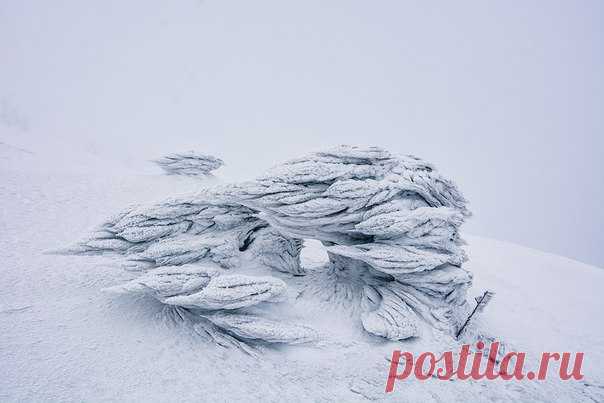 Фото дня. Дети ветра и пурги.