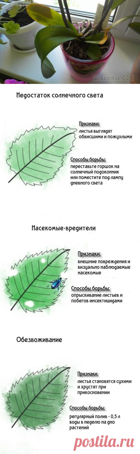 Почему желтеют растения – объясняем все причины (инфографика)