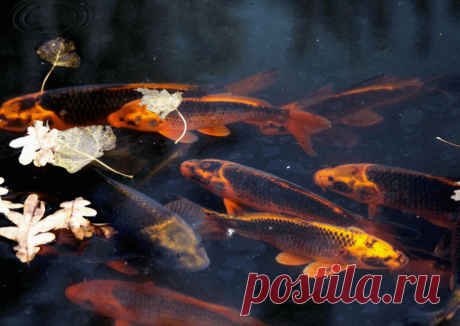 Календарь сезонных работ в саду: декабрь - Planetalsad