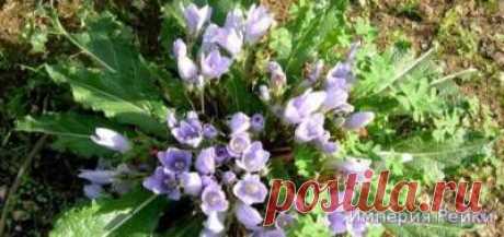 Посвящение    в Рейки Мандрагора