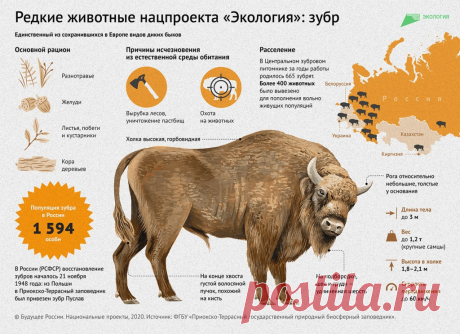 Зубровый питомник: с чего начиналось возвращение диких быков