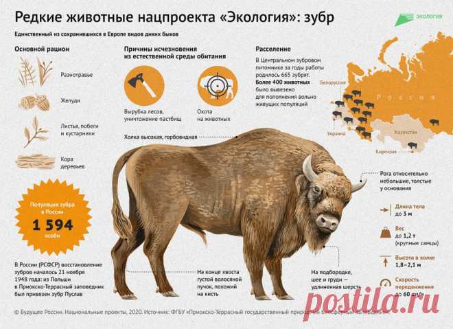 Зубровый питомник: с чего начиналось возвращение диких быков