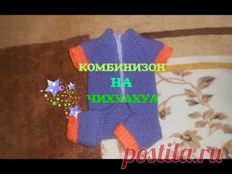 Как Связать Комбинизон Для ЧИХУАХУА | Вяжем Своими Руками|