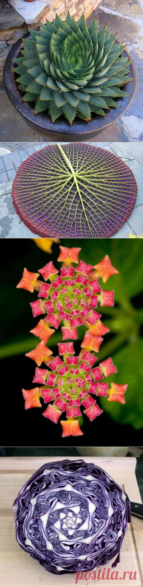 Одноклассники