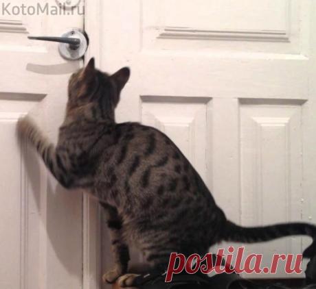 Впустите счастье в дом!