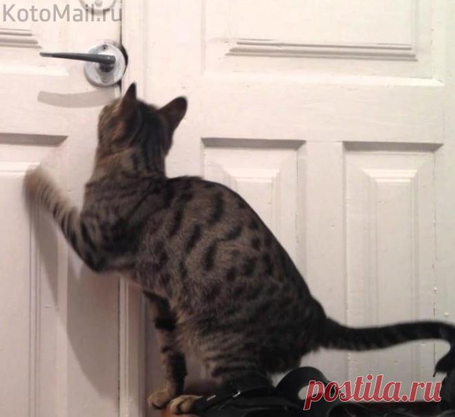 Впустите счастье в дом!