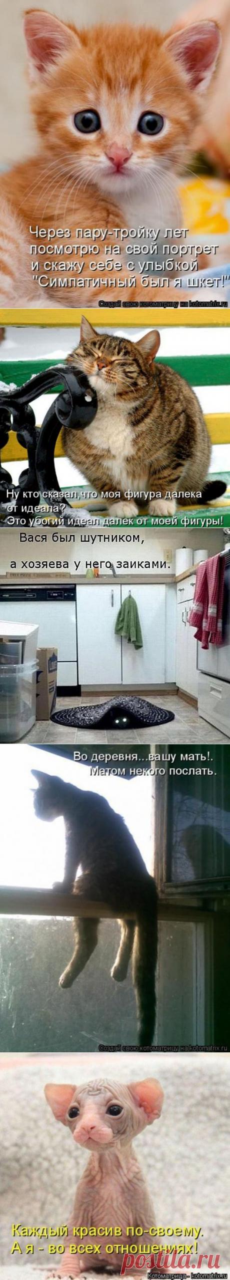 Есть котики в русских избушках | Обхохочешься