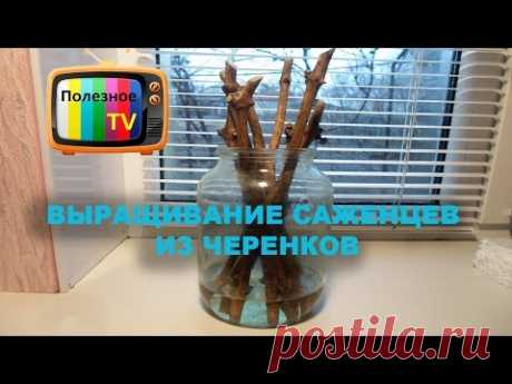 Проращивание черенков винограда - самый легкий способ Часть 1
