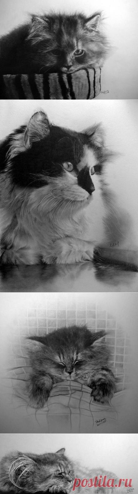 Гиперреализм, карандаш и котики