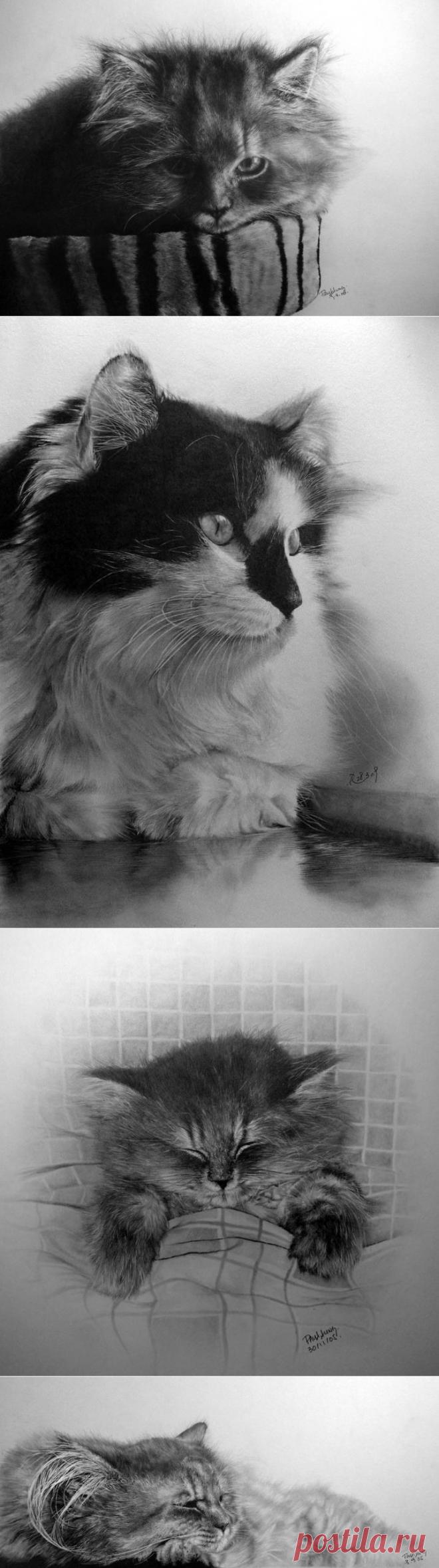Гиперреализм, карандаш и котики