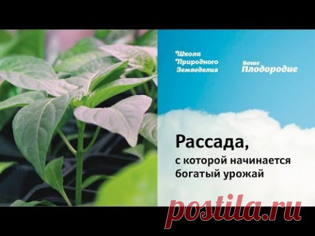 Рассада, с которой начинается богатый урожай