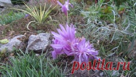 Моё увлечение - цветы