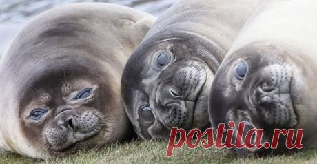 Дикая природа и ее обитатели. Все — абсолютно обворожительны. Один морской лев с медузой чего стоит!