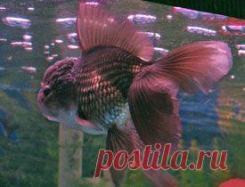 Шоколадная оранда