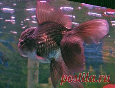 Шоколадная оранда