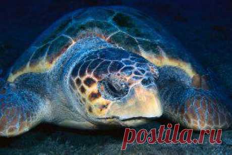 Перечень исчезающих животных - 9 Июня 2013 - Блог - dengidoma2013.ucoz.com