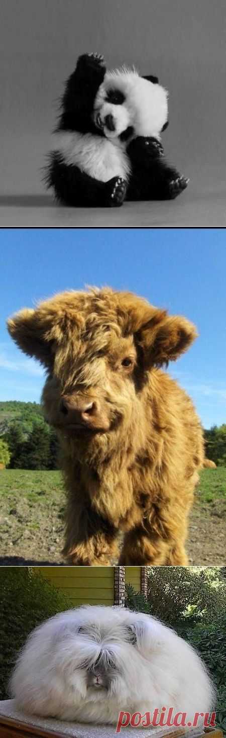 Ну просто как плюшевые / Питомцы