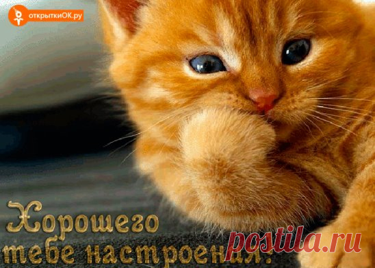(15) Одноклассники