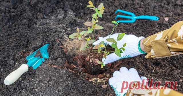 7 ошибок при посадке голубики — Ботаничка