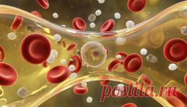 Плазма крови: состав, функции и значение для организма