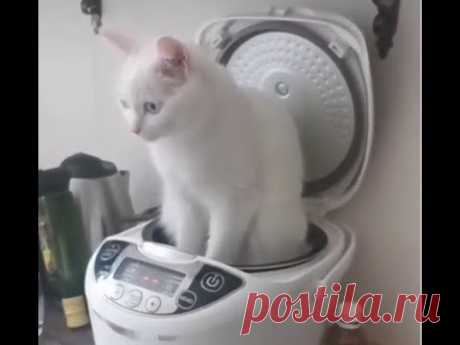 😺 Суп с котом! 🐈 Подборка смешных котов и  котят для хорошего настроения! 😸