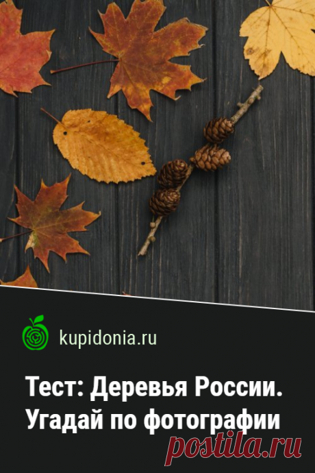 Тест: Деревья России. Угадай по фотографии. Интересный тест с фотографиями из серии о растениях, в котором вас ждут вопросы разной сложности о деревьях России. Чтоб несколько облегчить вам задачу, мы снабдили каждый из них небольшой подсказкой. Проверьте ваши знания!