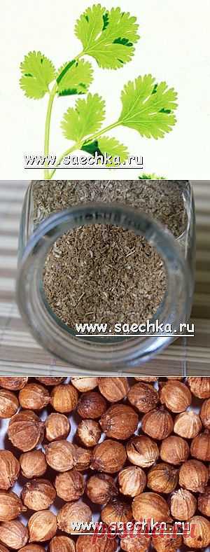 Кориандр (кинза) | Saechka.Ru - рецепты с фото