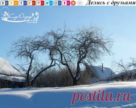 5 ЛУЧШИХ ЗИМОСТОЙКИХ СОРТОВ ЯБЛОНЬ 1. ОСЕННЯЯ РАДОСТЬ. Плоды созревают в…