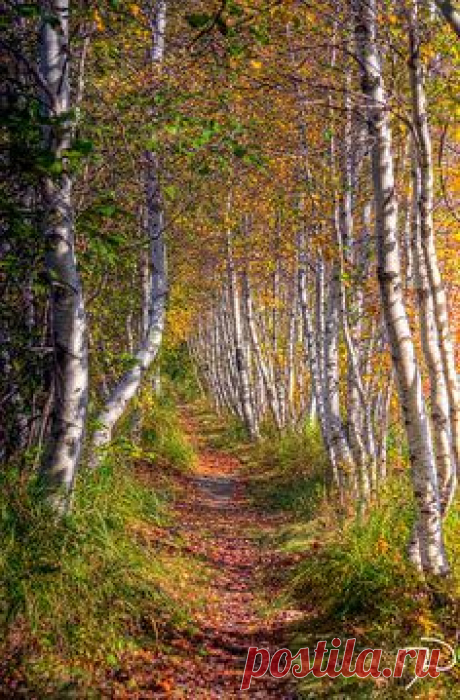 Тропа в край березового ситца