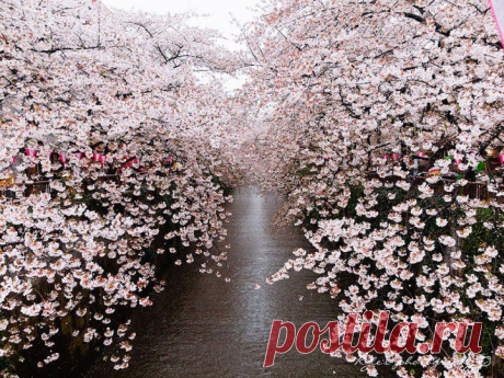 (+1) - Самые красивые фотографии цветения сакуры в 2014-м году (ФОТО) | САМЫЙ СОК!