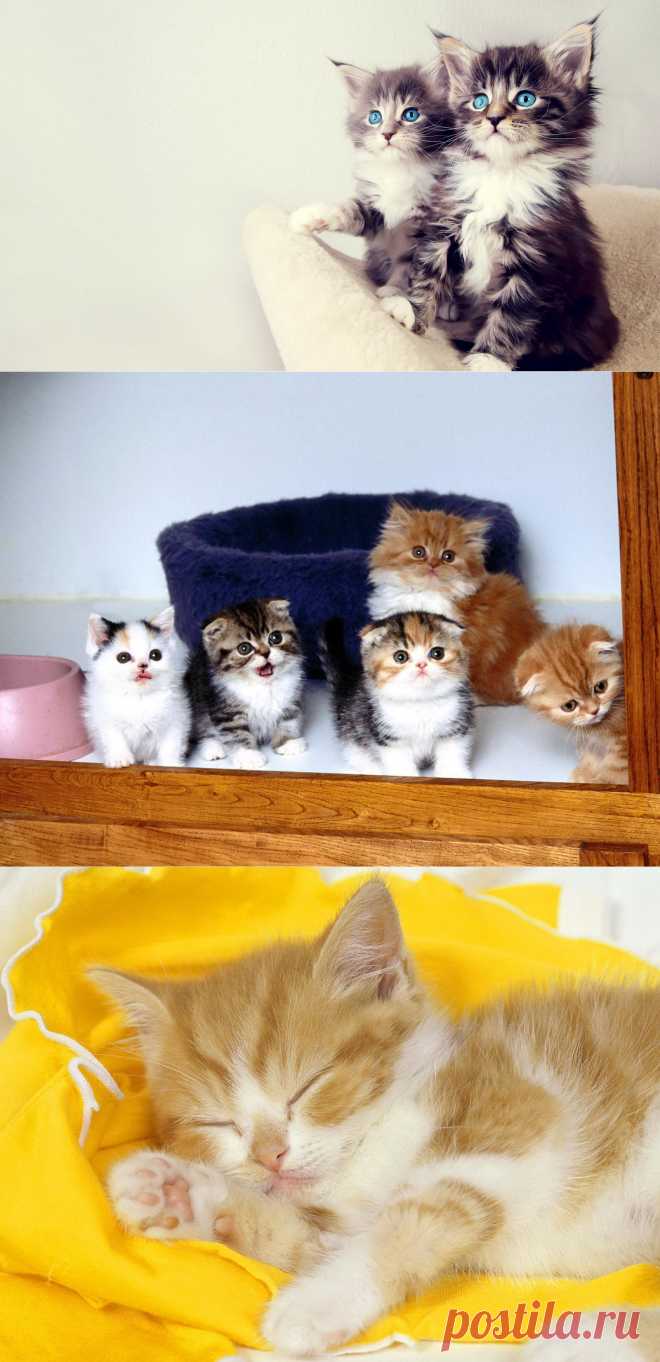 Обои на рабочий стол: Котята