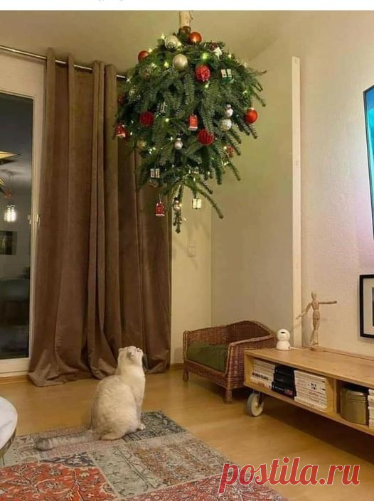 План Кота!