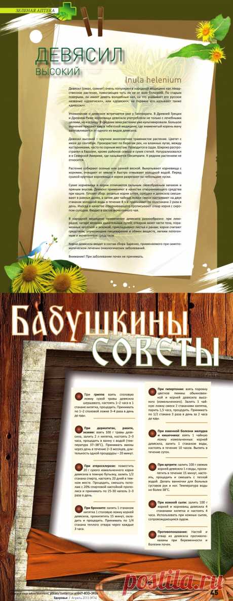 Девясил высокий