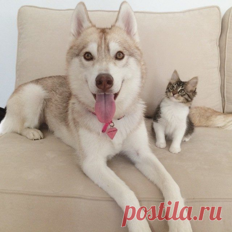 Хаски, которая выходила котенка / Питомцы