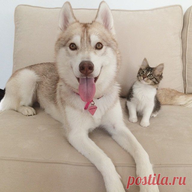 Хаски, которая выходила котенка / Питомцы