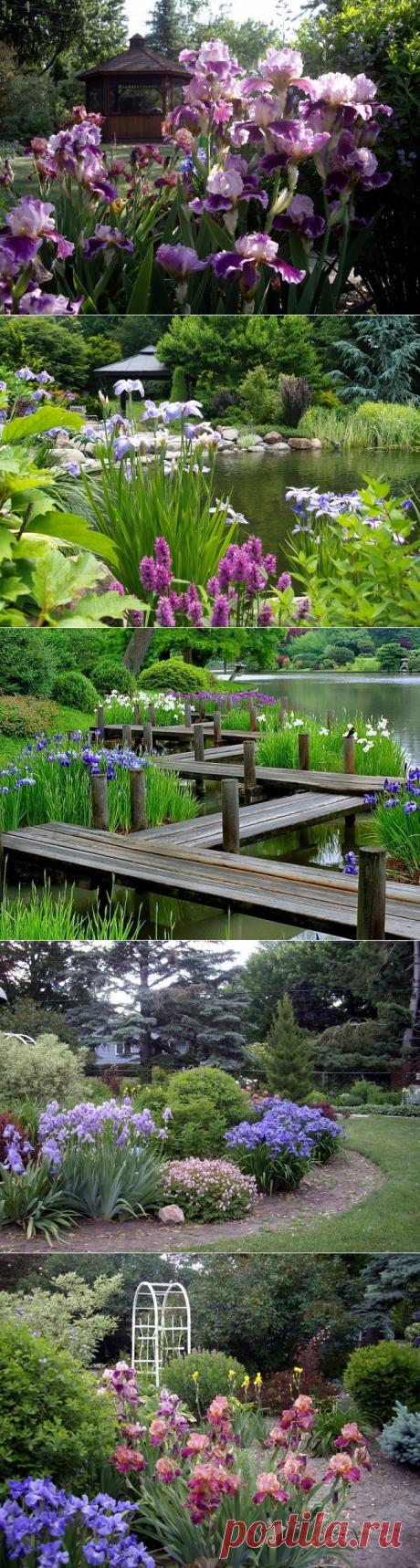 Ирисы на участке: идеи садового дизайна / Домоседы
