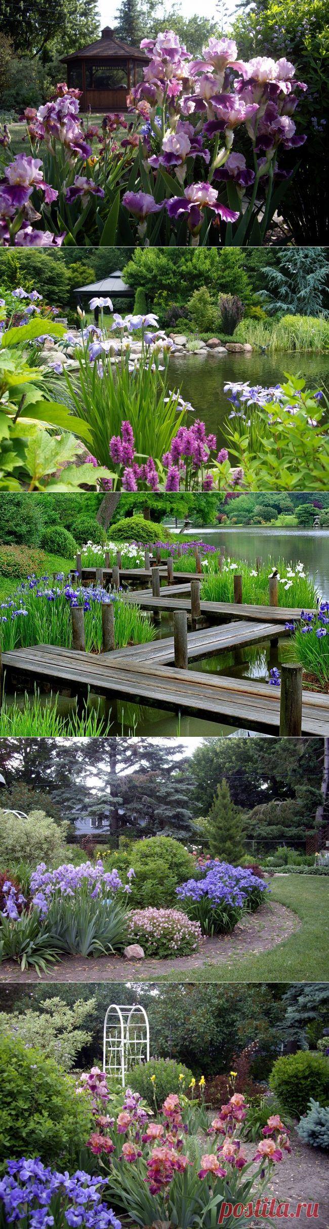 Ирисы на участке: идеи садового дизайна / Домоседы