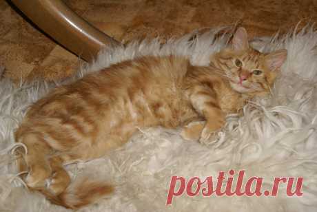 пушистик на пушистом