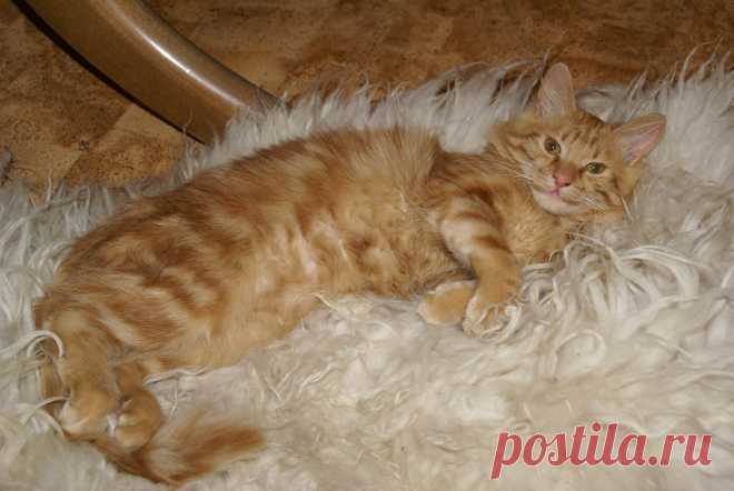 пушистик на пушистом