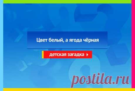 Цвет белый, а ягода чёрная - Загадка