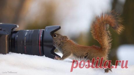 любопытство