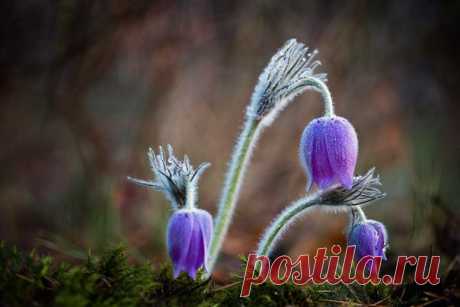 Сон-трава. Автор фото: Юрий Сорокин. Доброй ночи!
