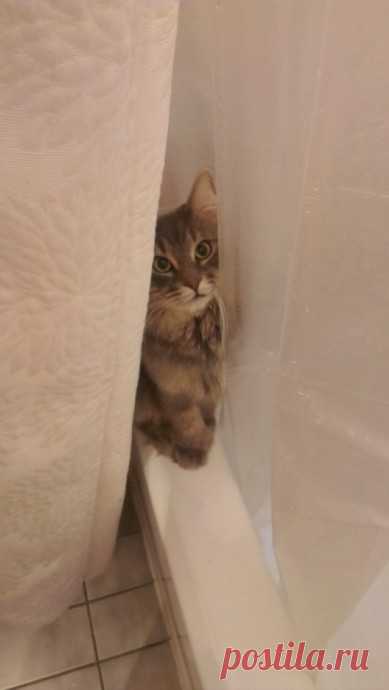Самые преданные котики на свете не оставят тебя одного