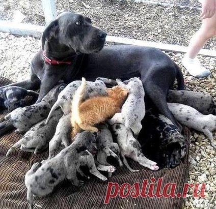 (56) Одноклассники